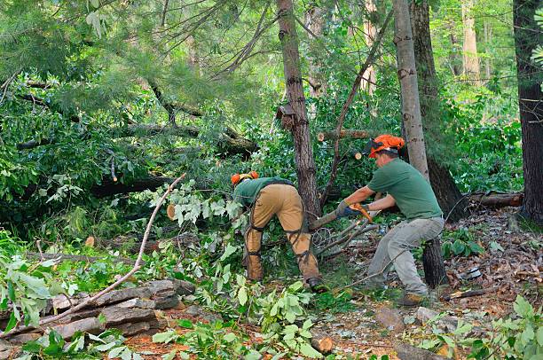 The Steps Involved in Our Tree Care Process in Valley Green, PA